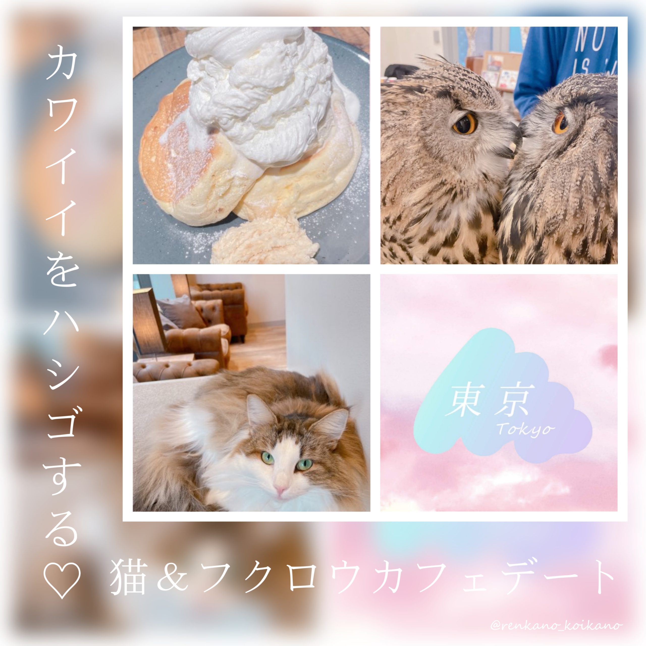 カワイイをハシゴする♡猫＆フクロウカフェデート